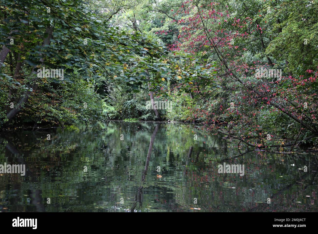 Alster und Wald am Rande Hamburgs Stockfoto