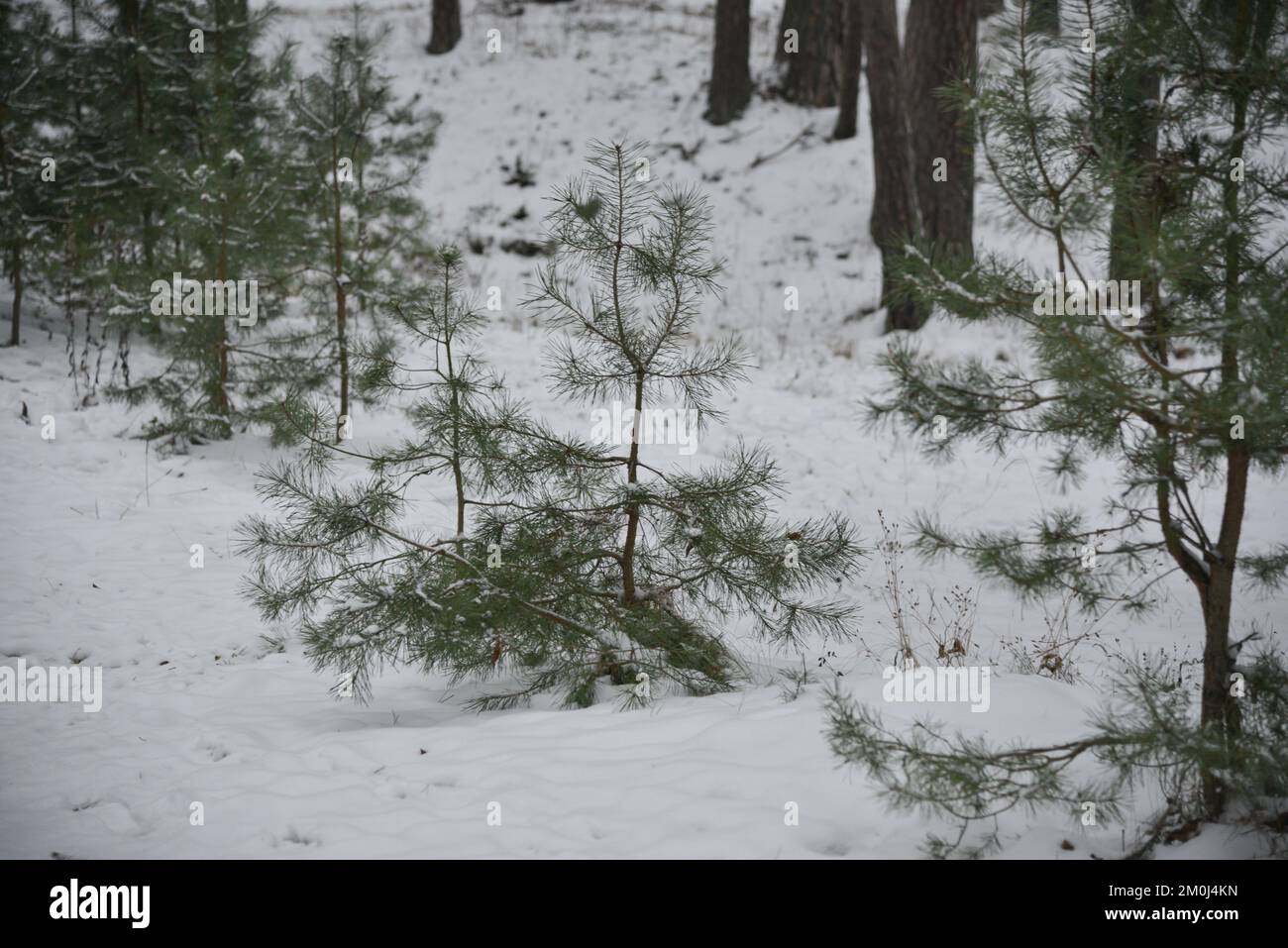 Kleine grüne junge Kiefern im Wald im weißen Schnee. Stockfoto