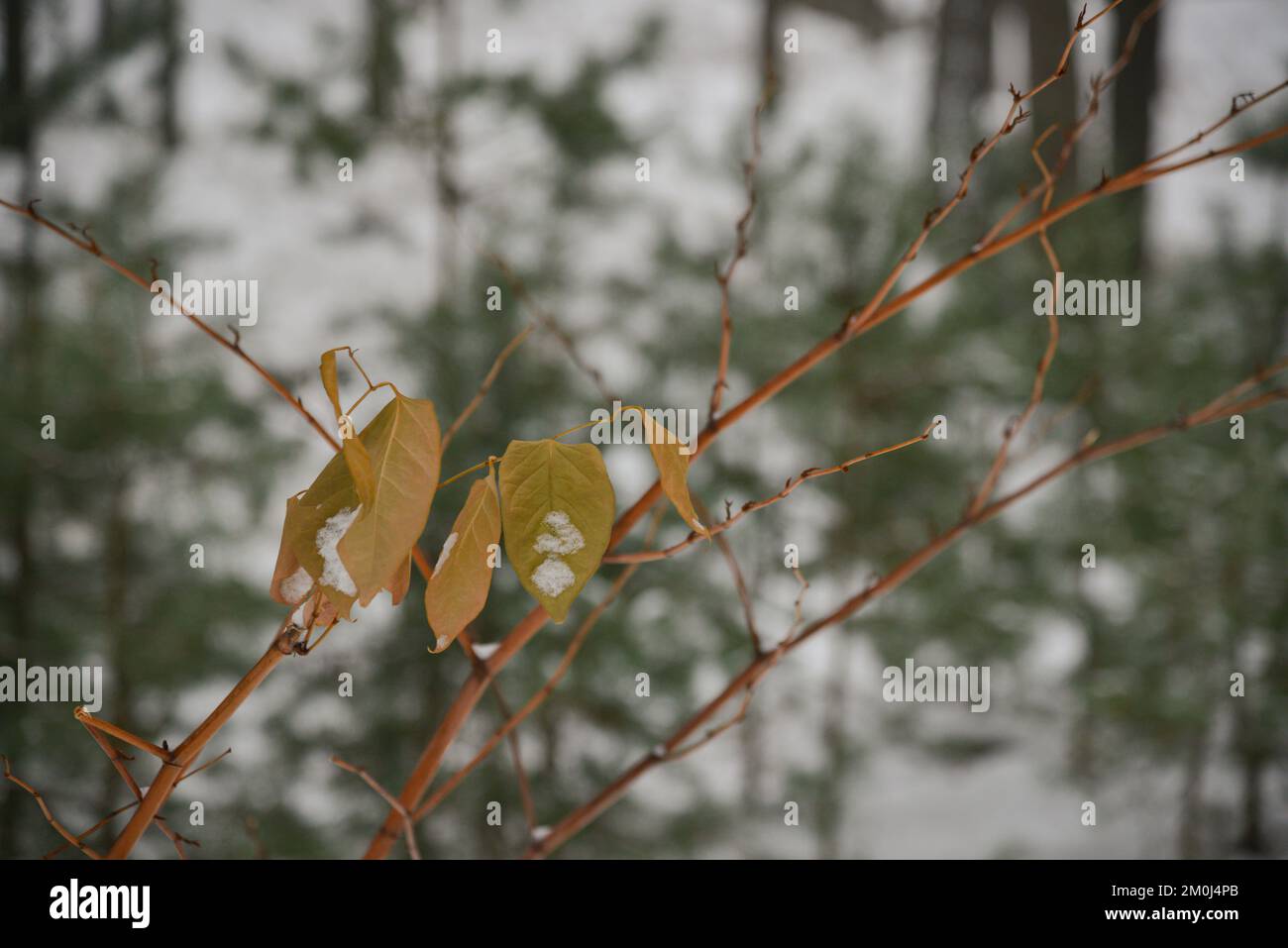 Nahaufnahme von Orangenblättern auf toten Baumzweigen mit verschwommenem Bokeh-grünen Hintergrund. Stockfoto