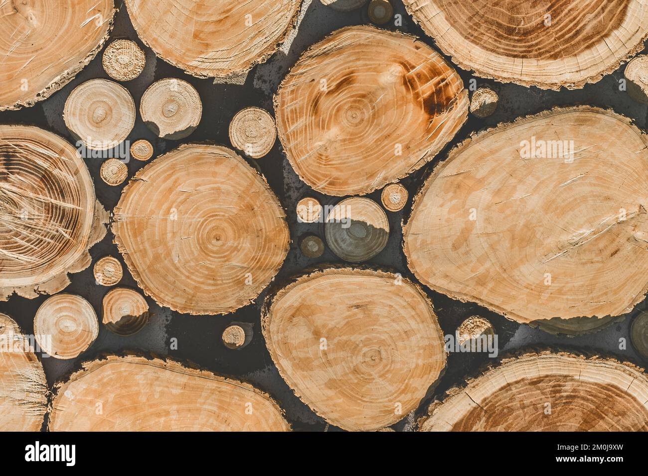 Jährliche Holzringe dekoratives Muster Innenwand Textur Dekor Holzdesign abstrakter Hintergrund. Stockfoto