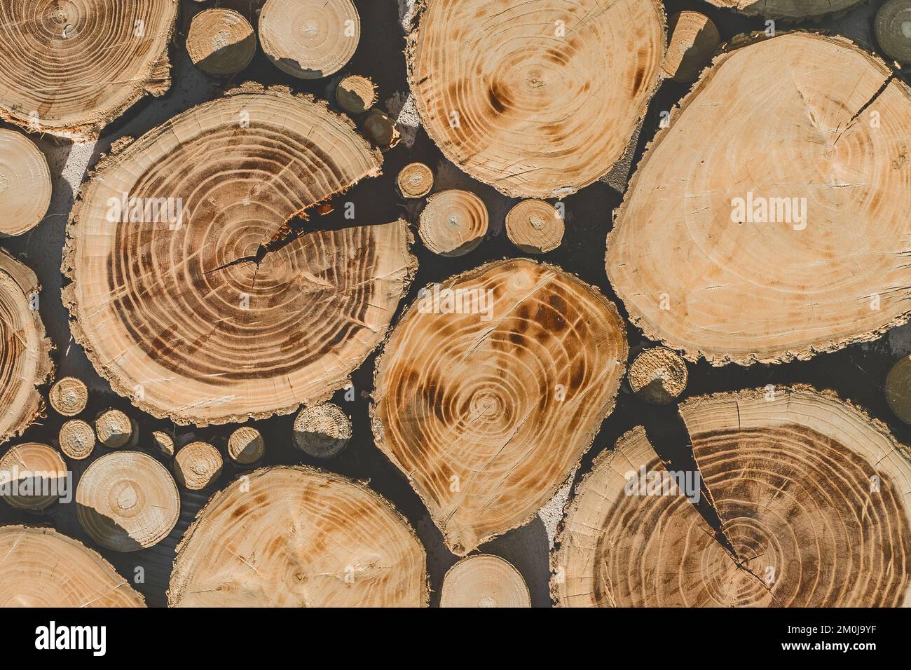 Jährliche Holzringe dekoratives Muster Innenwand Textur Dekor Holzdesign abstrakter Hintergrund. Stockfoto