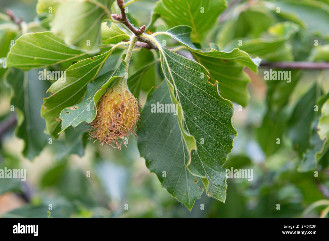 fagus sylvatica Fruit, berceto, italien Stockfoto