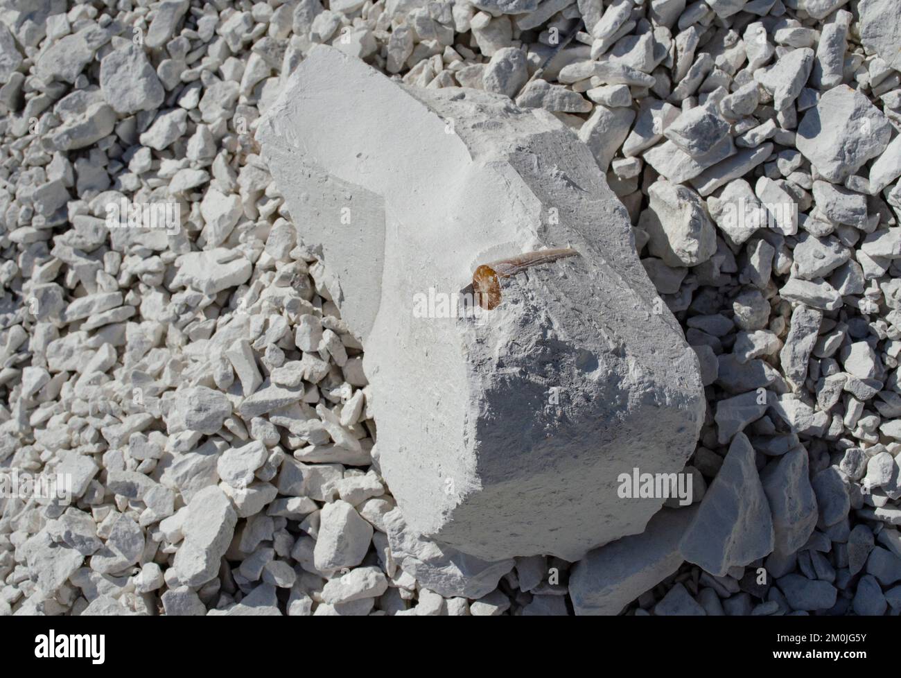 Die Überreste einer uralten Fossilien-Belemnite in einem Stück Kreidestein. Fossil in einem Busch aus natürlichem Kreidestein. Stockfoto