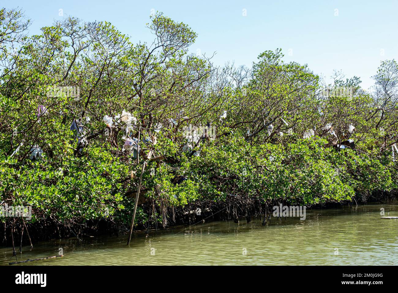 Bonita Springs Bonita Beach Broadway Channel Bay's Island, Hurrikan Ian Schadenszerstörung zerstörte Trümmer Müll Müll von Menschen geschaffene rote Mangrovenbäume Stockfoto