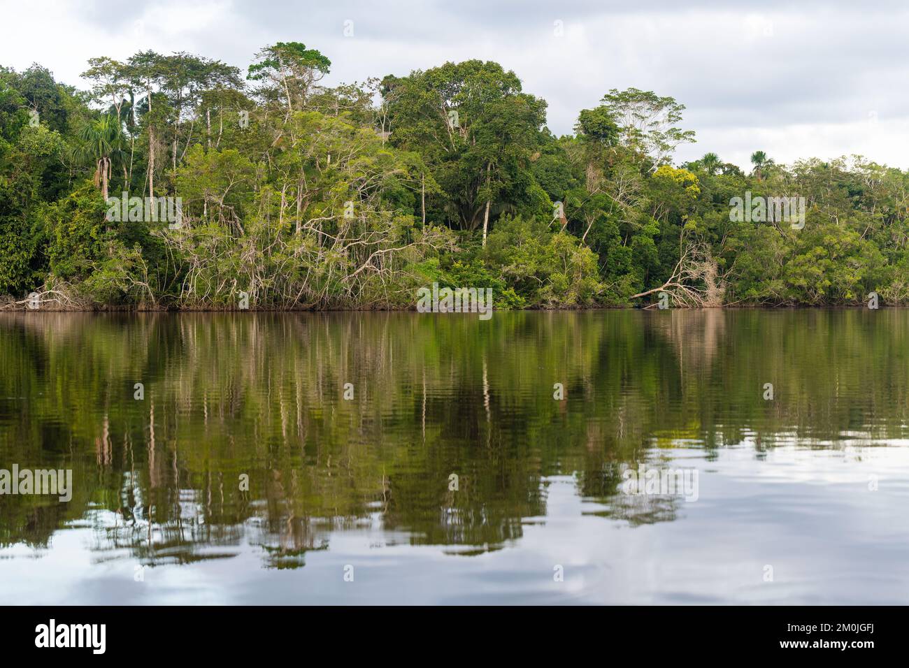 Wolkiger Tag im Amazonas-Regenwald, Yasuni-Nationalpark, Ecuador. Stockfoto