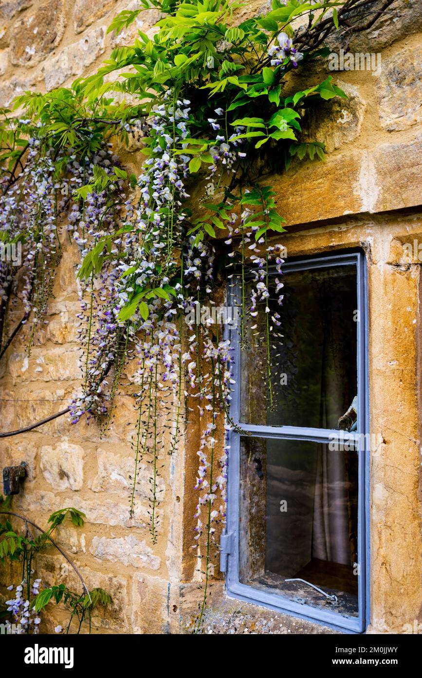 Wisteria in Guiting Power, Cotswolds District, England. Stockfoto