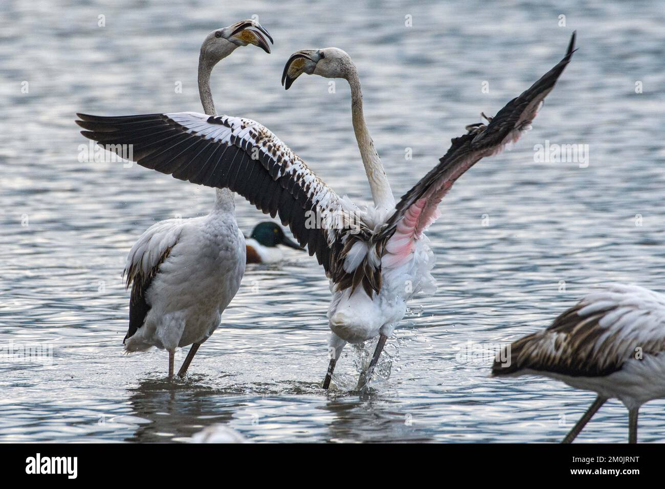 (221206) -- HULA-TAL, 6. Dez. 2022 (Xinhua) -- wandernde Flamingos werden am 6. Dez. 2022 im Hula-Tal im Norden Israels beobachtet. (Ayal Margolin/JINI über Xinhua) Stockfoto