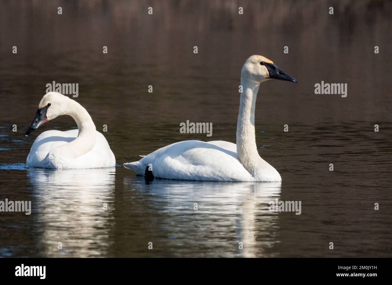 Nordamerika; USA; Alaska; Tanana Valley; Herbst; Tierwelt; Vögel; Wasservögel; Trompeter Schwan; Cygnus buccinator. Stockfoto