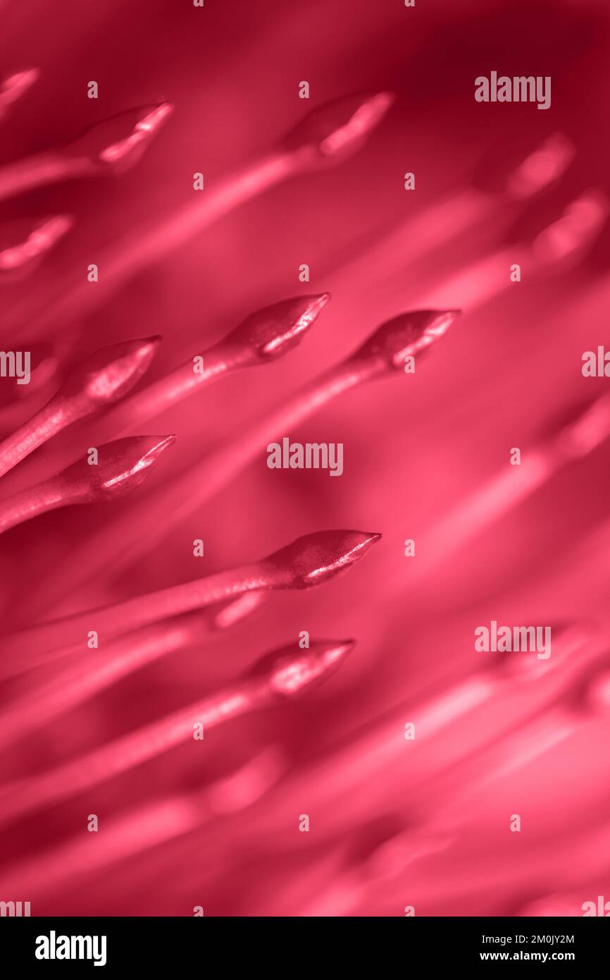 Viva Magenta Rotblumen Kissen Protea Nahaufnahme Makro. Abstrakter Hintergrund und Textur von hellem Viva Magenta. Farbe des Jahres 2023. Stockfoto