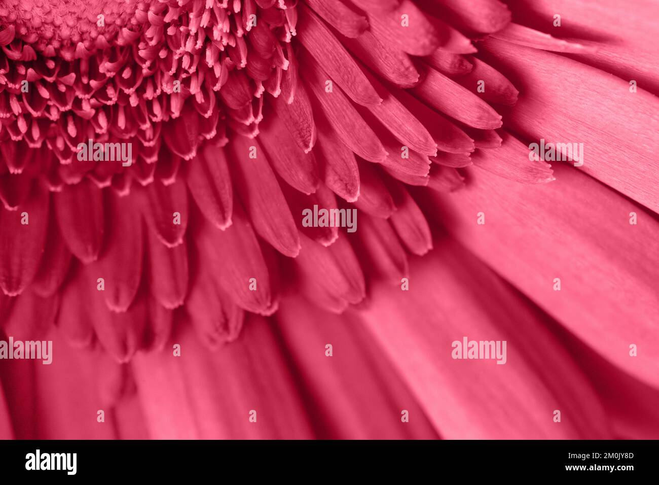 Nahaufnahme der Farbe 2023 Viva Magenta Gerbera. Trendige Farbe Viva Magenta im 2023. Jahr. Blumenhintergrund. Stockfoto