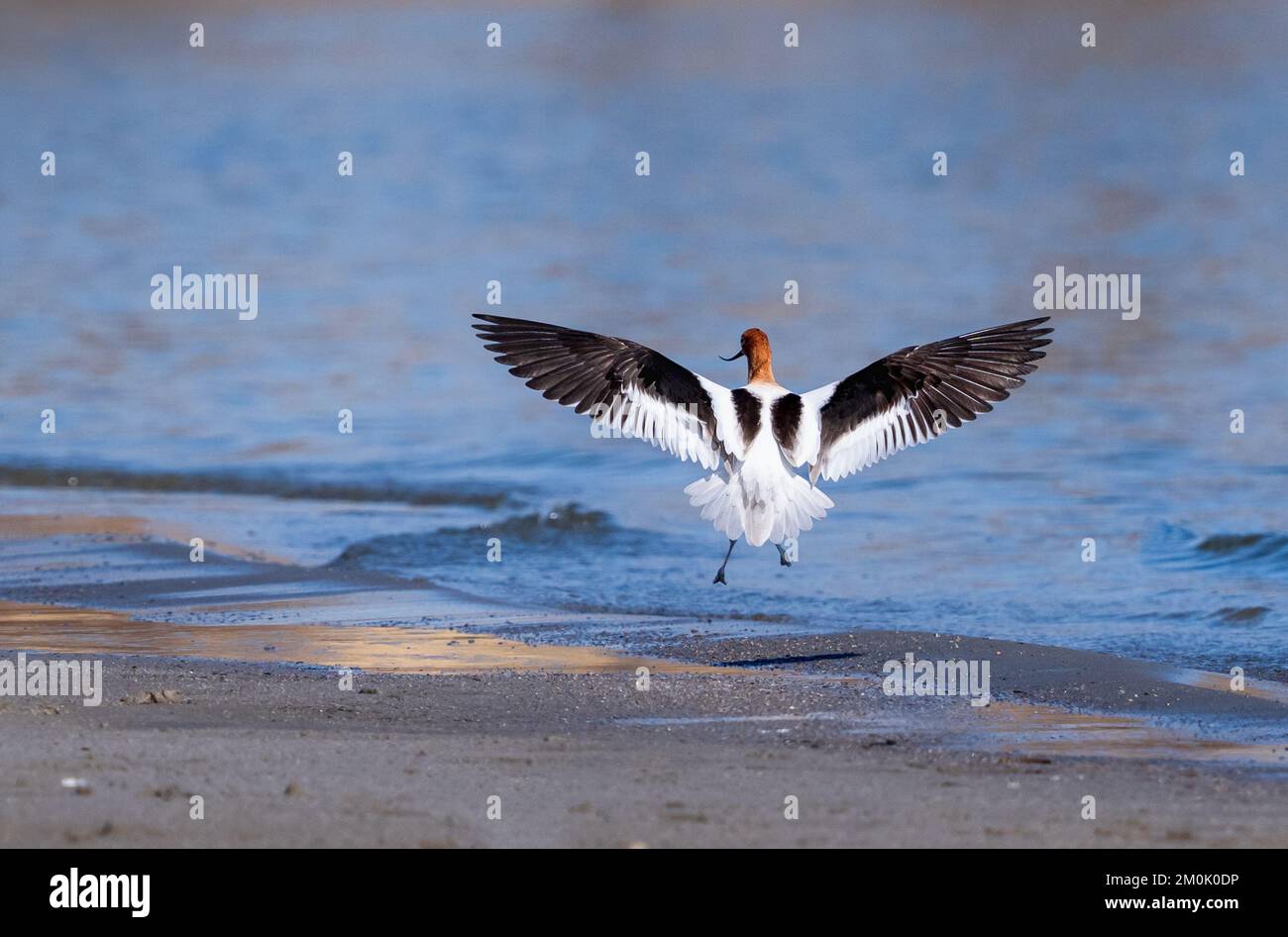 Amerikanisches Avocet mit großen offenen Flügeln, die gleich an der Küste eines schönen Sees landen. Stockfoto