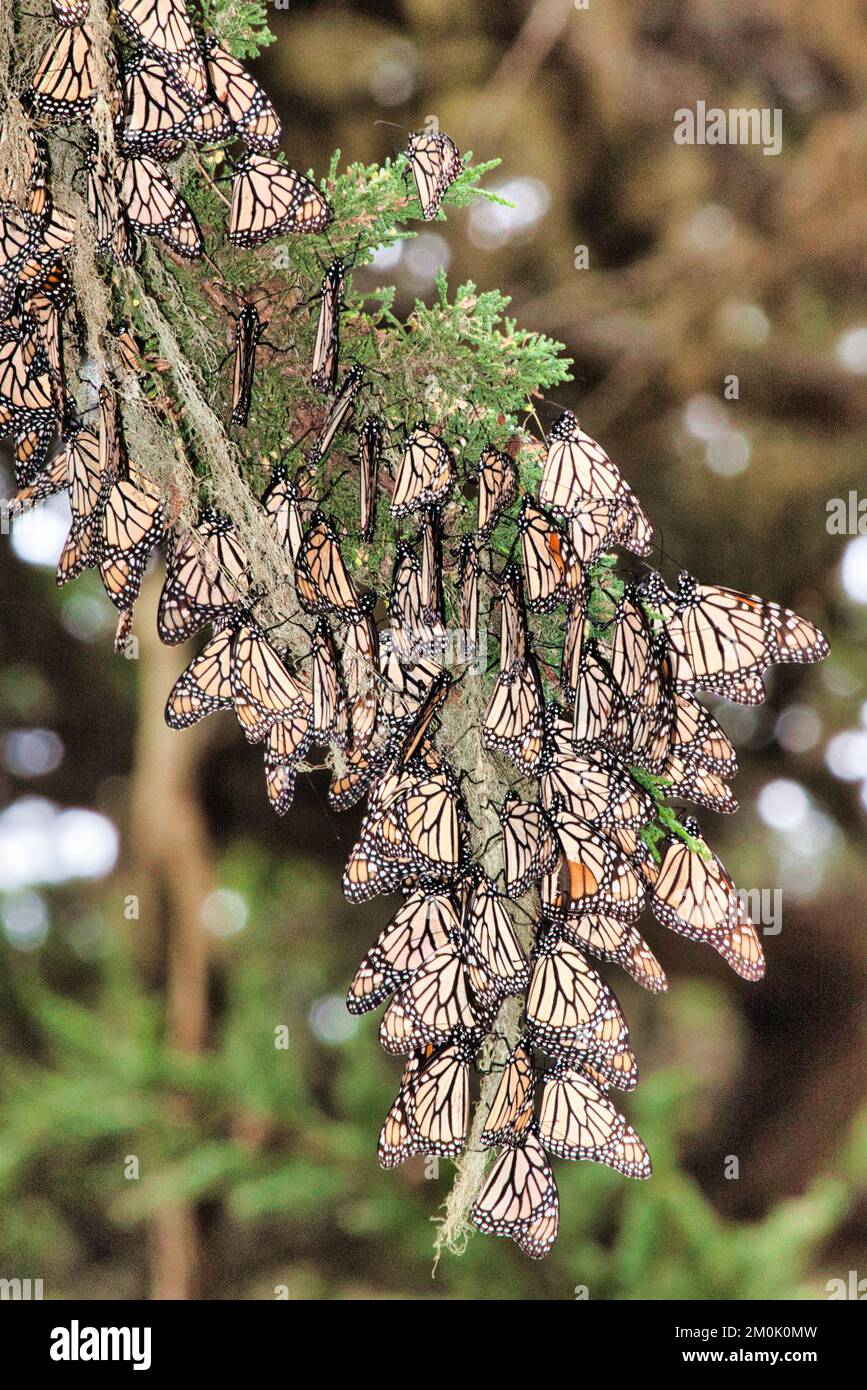 Überwinterende Monarch-Schmetterlinge, die sich auf dem Ast eines Baumes ansammeln Stockfoto