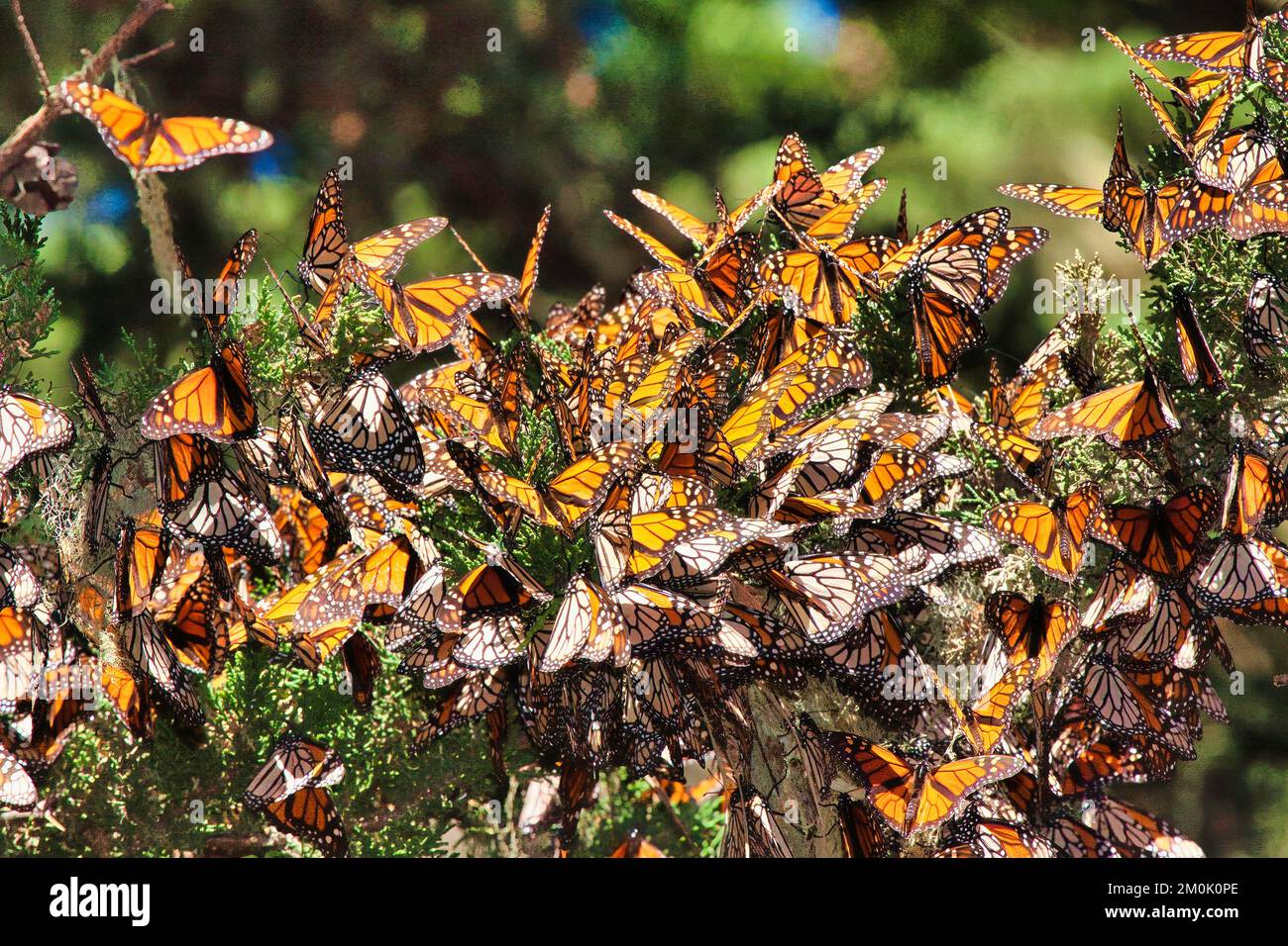 Über winterende Monarch-Schmetterlinge in Bäumen in Pacific Grove, Kalifornien Stockfoto