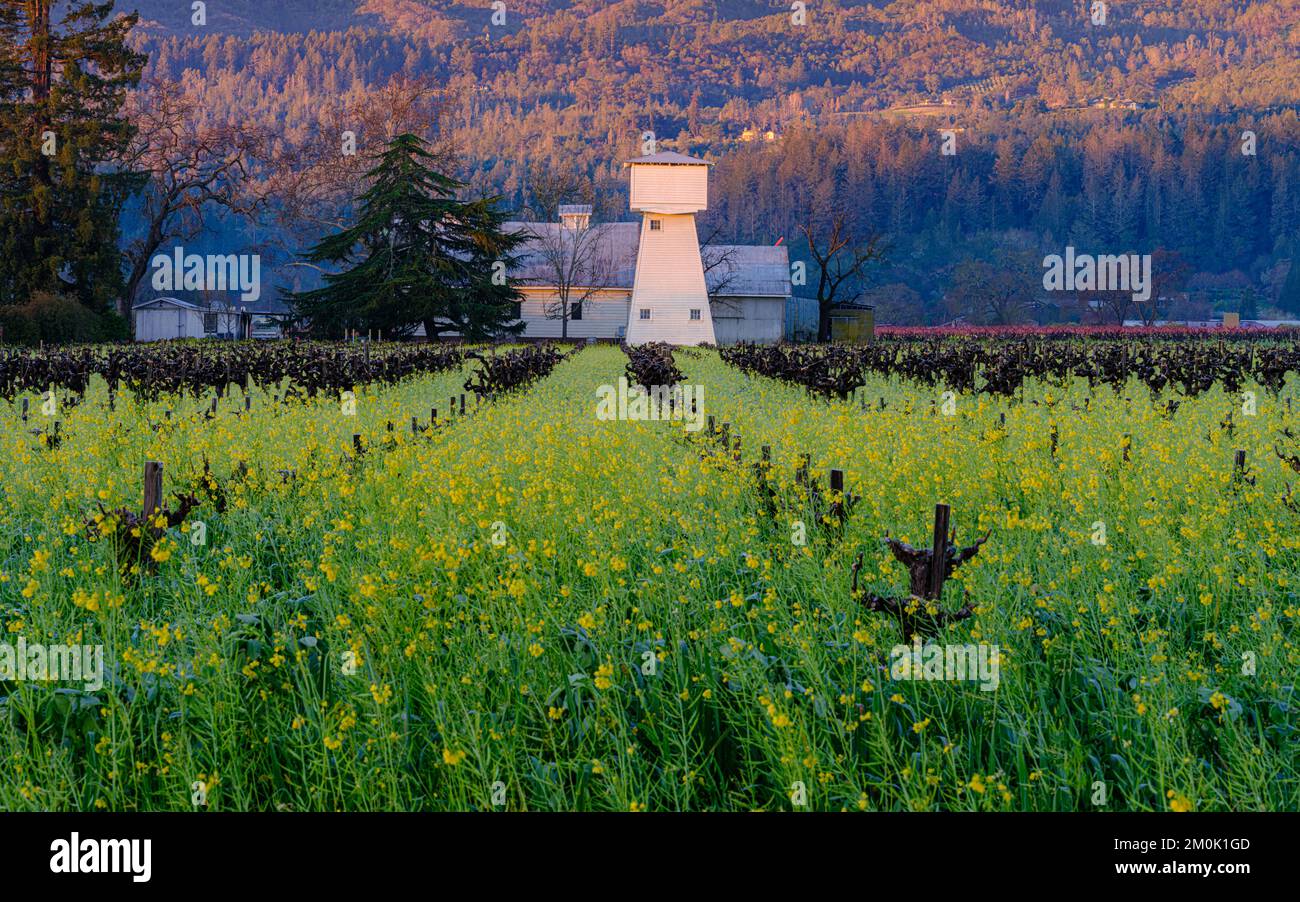 Sonnenaufgang auf einem traditionellen Wasserturm und Senfblumen im Napa Valley, Kalifornien Stockfoto