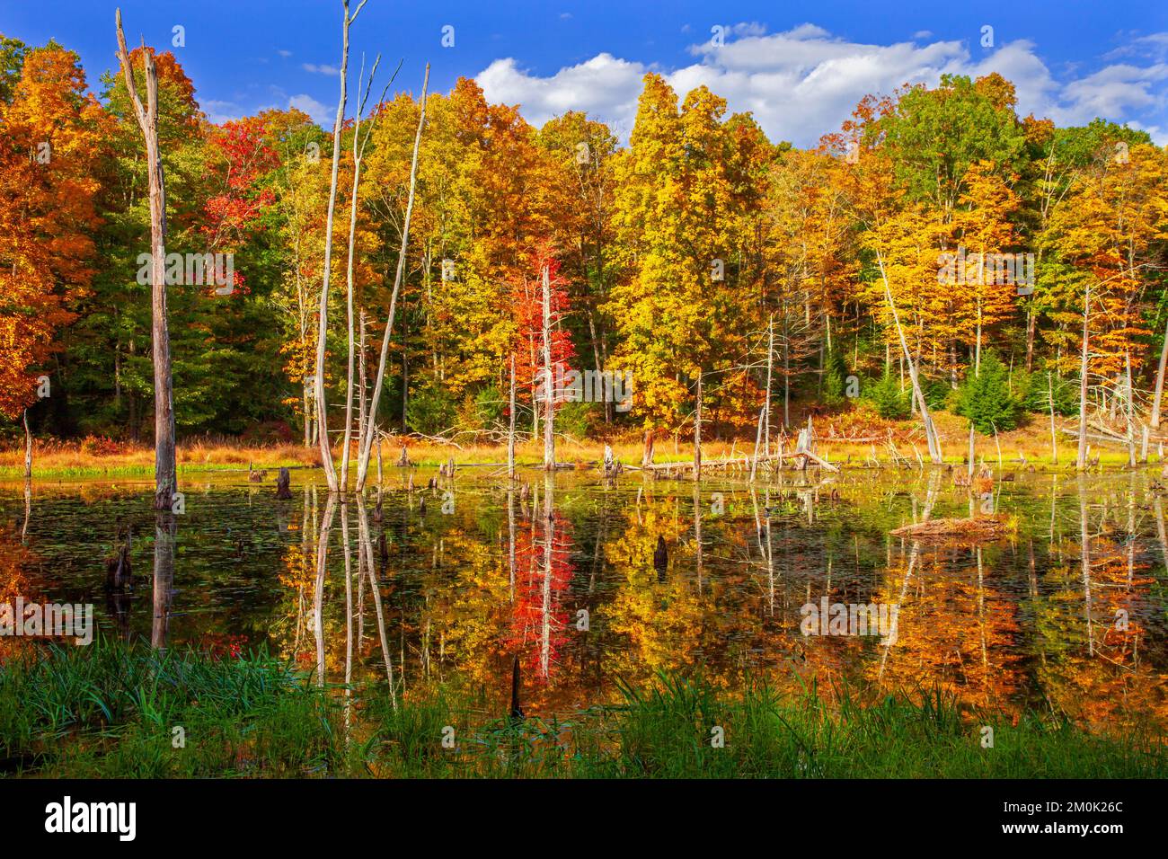 Ein Biberteich im Delaware Water Gap National Recreation Area, Pennsylvania Stockfoto
