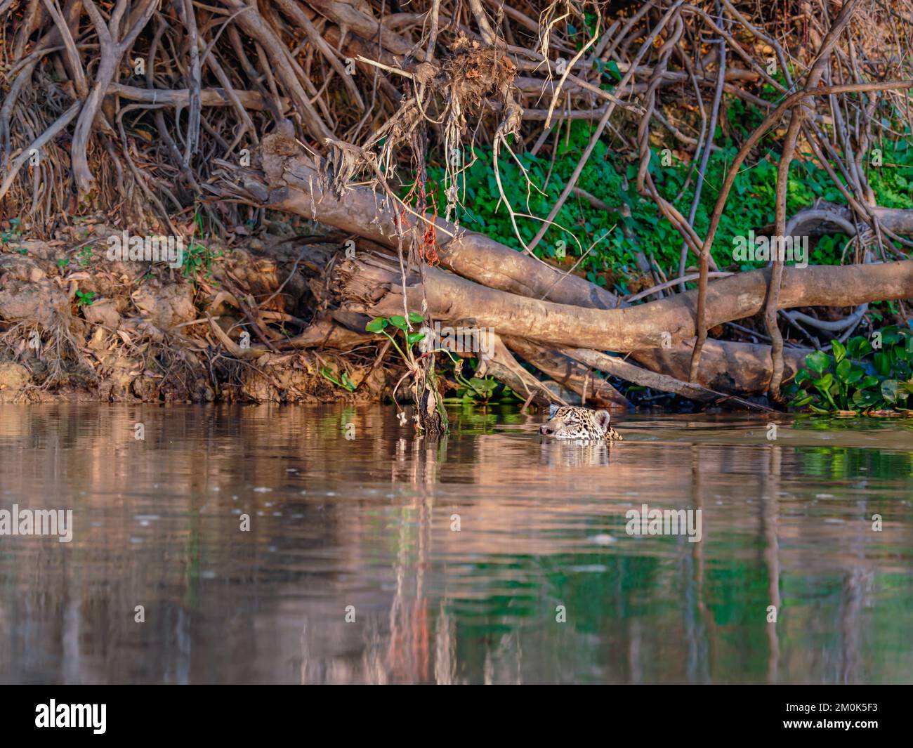 Jaguar mit Kopf direkt über dem Wasser im Cuiaba River Stockfoto