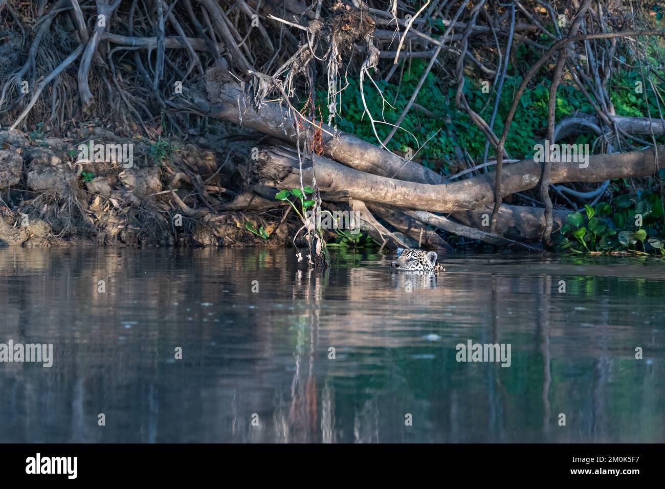 Jaguar schwimmt im Cuiaba mit Dschungelhintergrund – nur Kopf Stockfoto