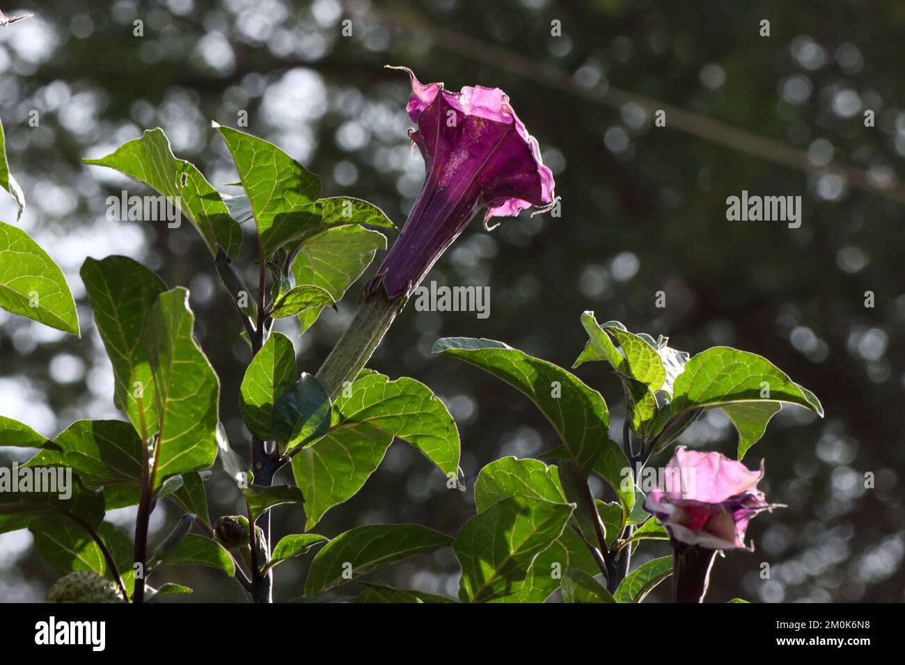 Datura-Metallfabrik im Garten. Thornapple, Teufelstrompete, Engelstrompete. Stockfoto