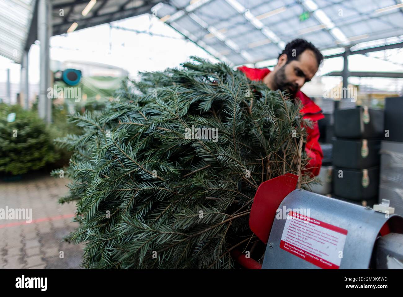 Köln, Deutschland. 24.. November 2022. Der Stamm eines Weihnachtsbaums wird in einem Toom Baumarkt eingestellt. (An dpa: „Nachhaltiges Weihnachten: Welcher Baum ist der beste für die Umwelt?“) Kredit: Rolf Vennenbernd/dpa/Alamy Live News Stockfoto