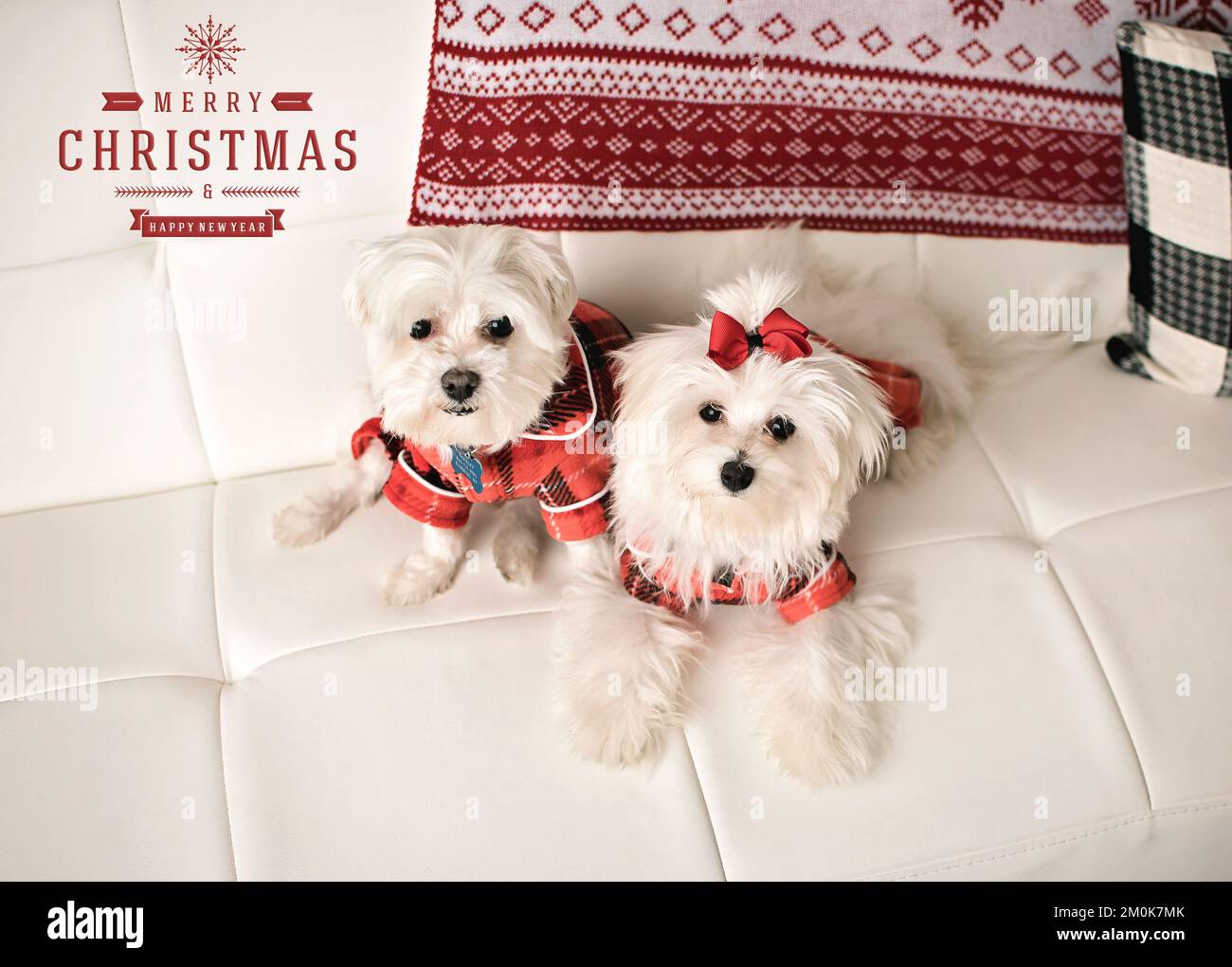 Weiße Hunde im Pyjama zu Weihnachten Stockfoto