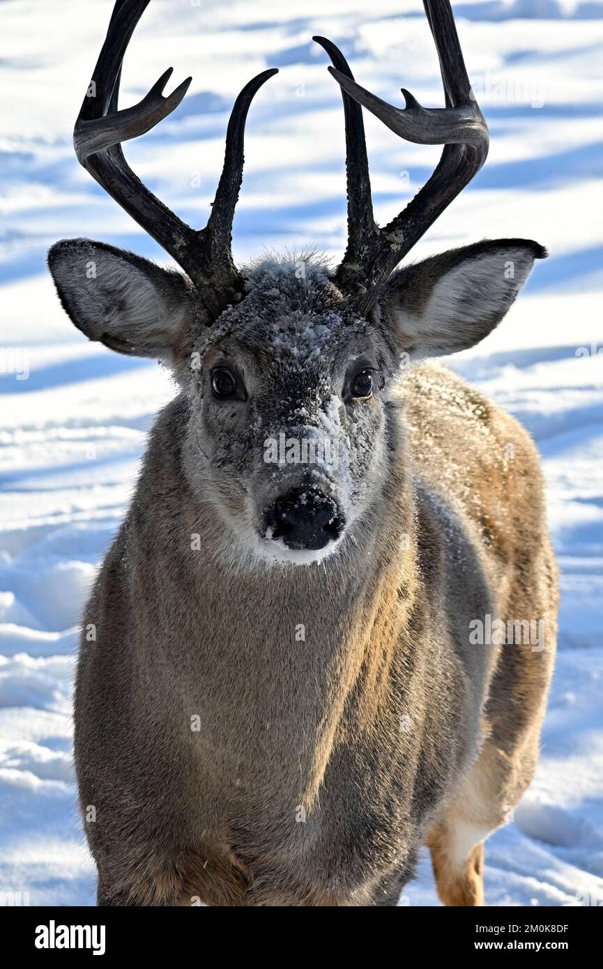 Ein Weißwedelhirsch „Odocoileus virginianus“ mit frischem Schnee im Gesicht in seinem Waldlebensraum im ländlichen Alberta, Kanada. Stockfoto