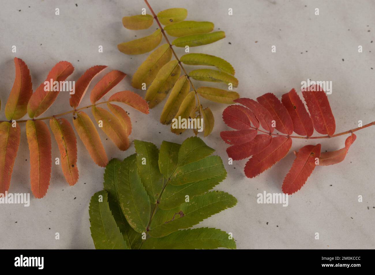 Vierfarbige bunte Blätter im Herbst Stockfoto