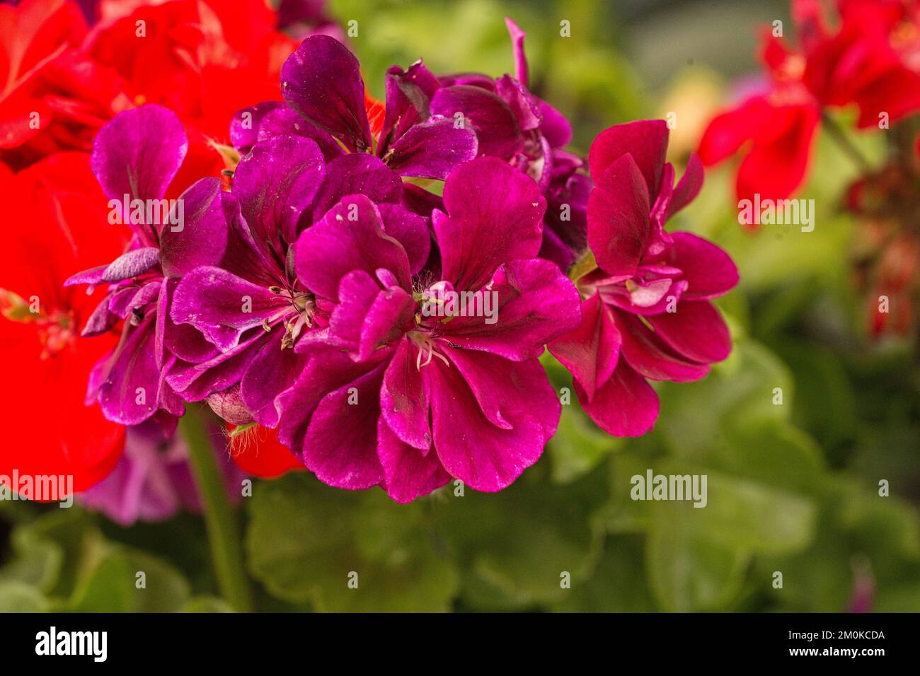 Geranienblüten verrotten und violett - Nahaufnahme Stockfoto