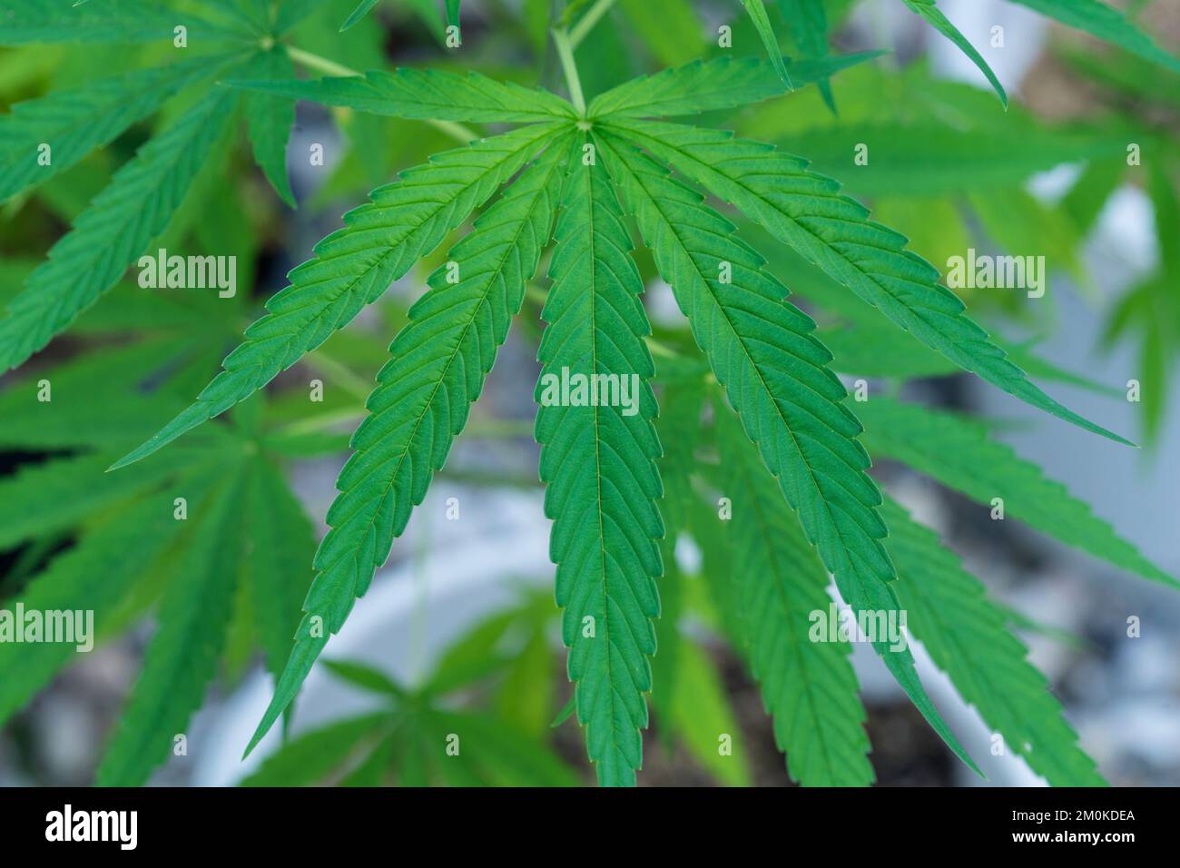 Cannabisblätter vegetatives Wachstum, Grüne Pflanze Nahaufnahme. Grüne Hanfpflanzen mit Stiel, Blätter schwingen in einer sanften Sommerbrise. Stockfoto