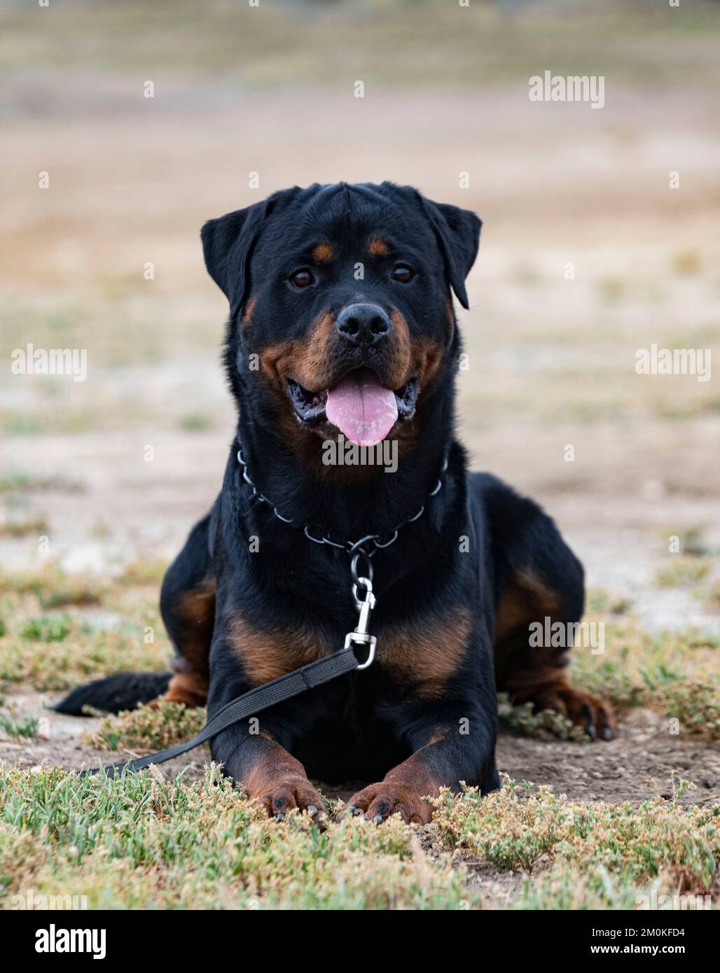 Junge Rottweiler Ausbildung für Schutzsport und Polizei Stockfoto