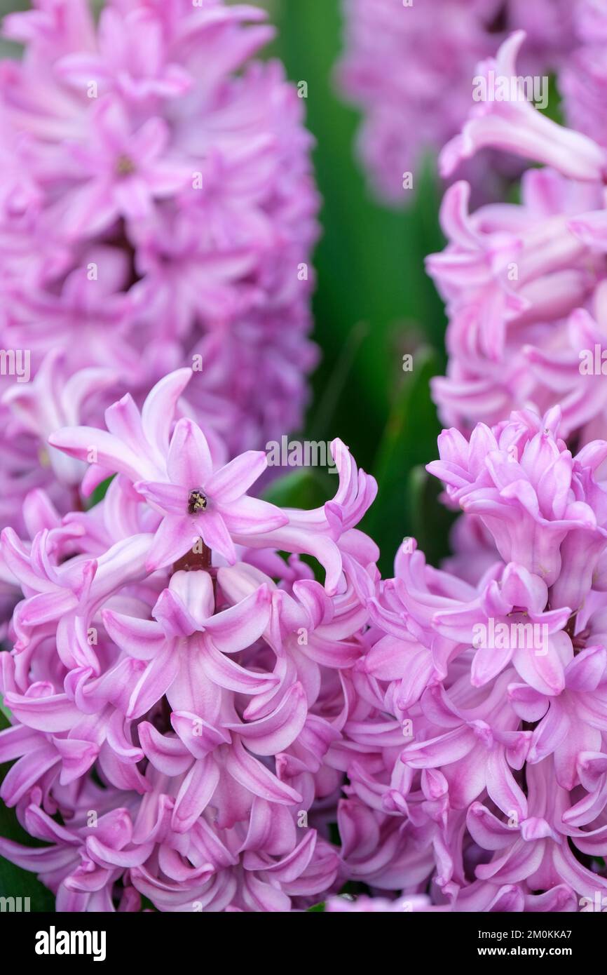 Hyacinthus orientalis „Anna Liza“, bulbusförmig, ganzjährig, mit aufrechten röhrenförmigen Razemen sternförmiger lila-rosa Blüten mit einem blasseren Rand Stockfoto