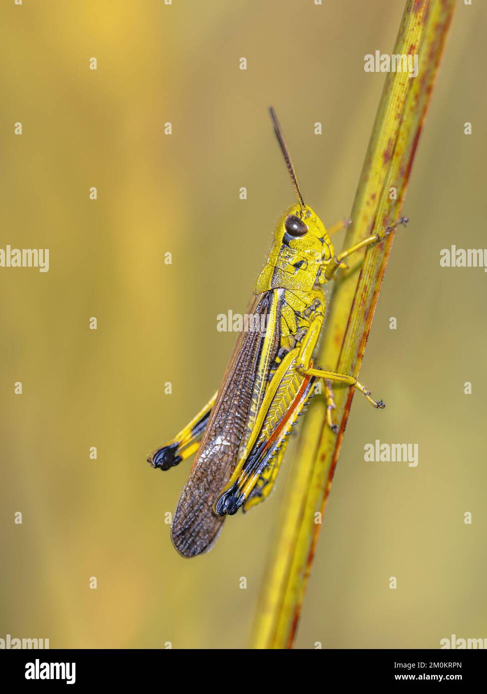 Großer Sumpfgrashüpfer ( ). Hoch oben auf Gras in einem natürlichen Lebensraum. Naturlandschaft in Europa. Stockfoto