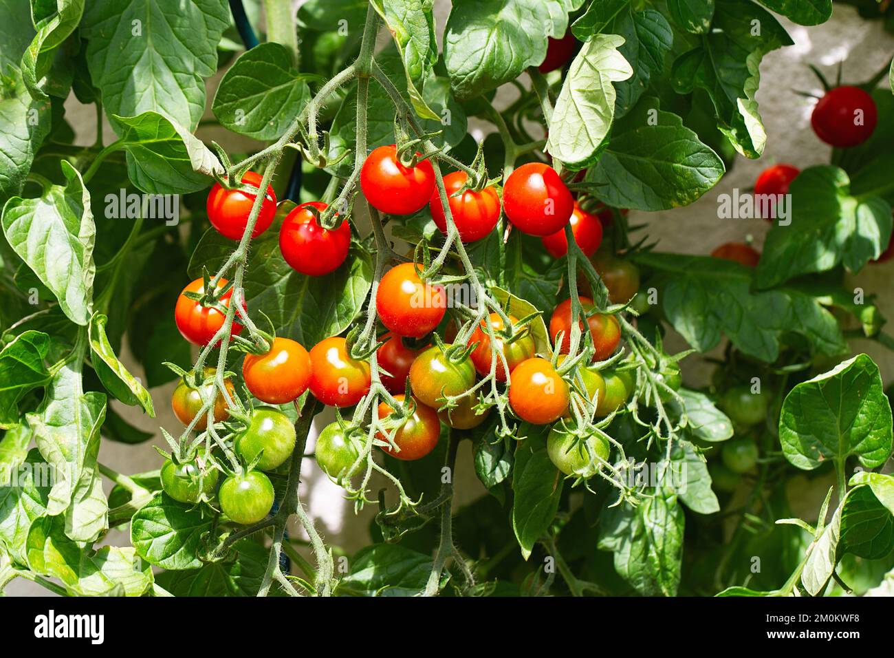 Rote reife Kirschtomaten aus einem Gewächshaus. Reife Tomaten liegen auf grünem Blatthintergrund und hängen im Garten an der Weinrebe eines Tomatenbaums. Stockfoto