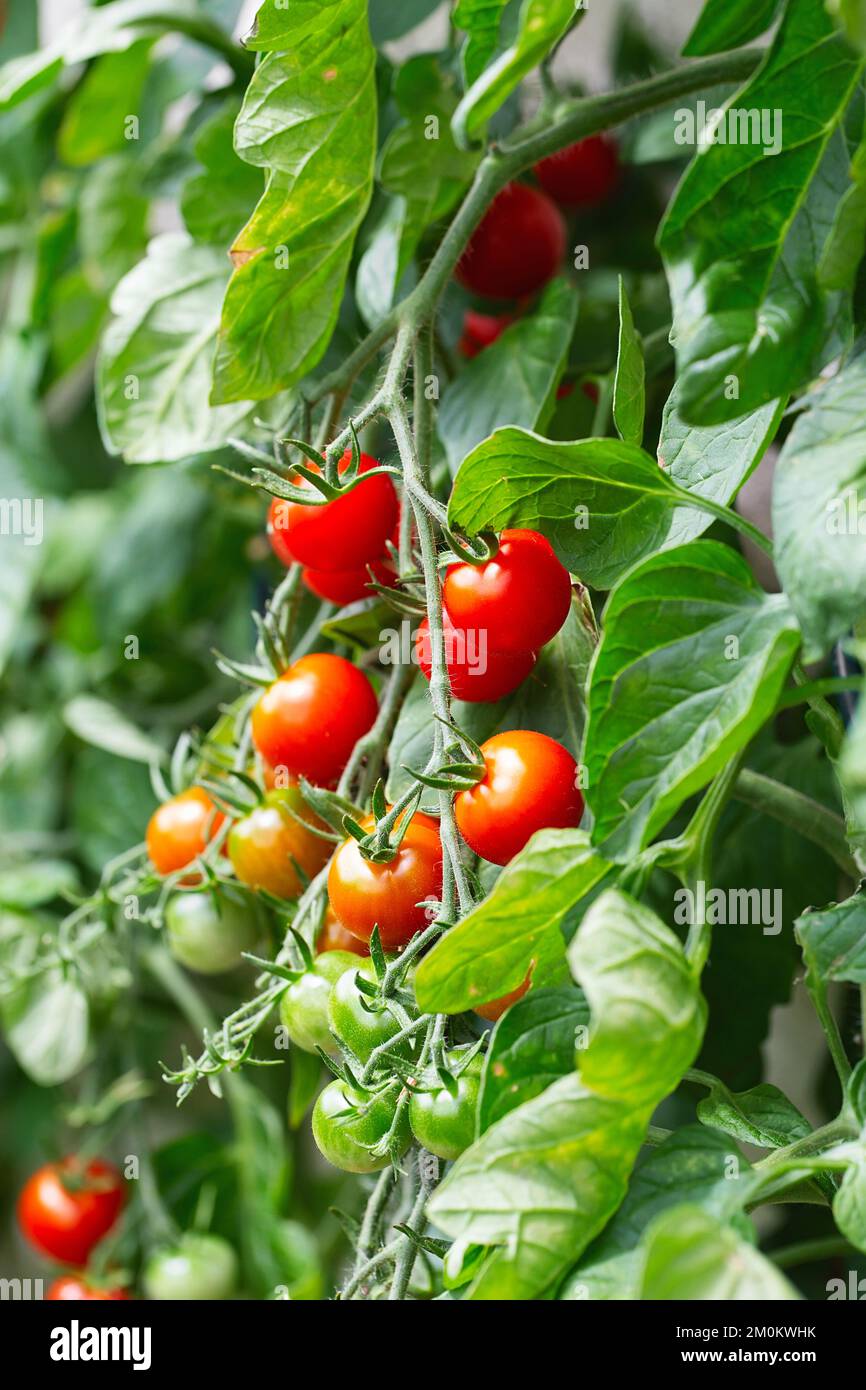 Rote reife Kirschtomaten aus einem Gewächshaus. Reife Tomaten liegen auf grünem Blatthintergrund und hängen im Garten an der Weinrebe eines Tomatenbaums. Stockfoto