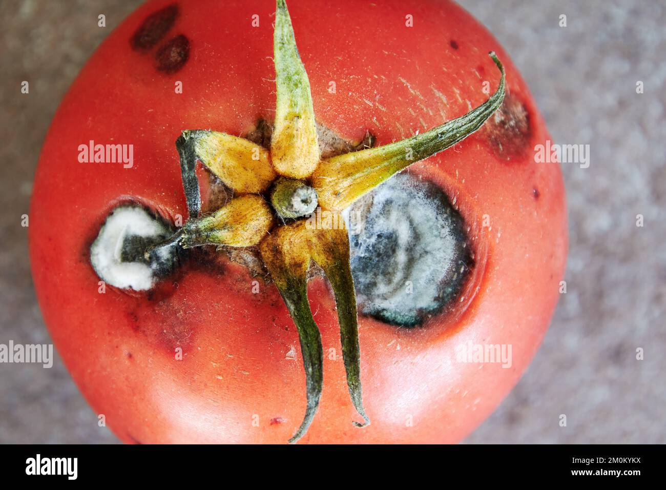 Blick von oben auf verrottete rote Tomate mit weißem, hellen Schimmel. Ungesunde und verdorbene Lebensmittel und Gemüse Stockfoto