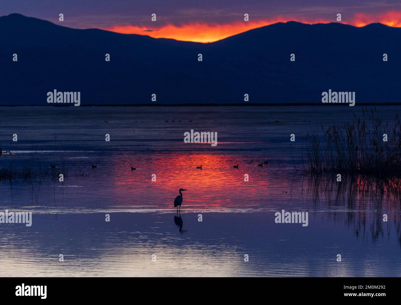Im Bear River Migratory Bird Refuge, Brigham City, Box Elder County, Utah, USA, wird der große Blaureiher vom Sonnenuntergang geprägt. Stockfoto