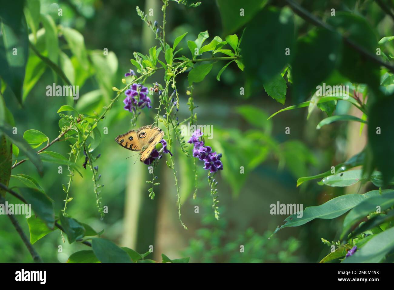 Schmetterling, der im Garten an einer Blumenpflanze hängt Stockfoto