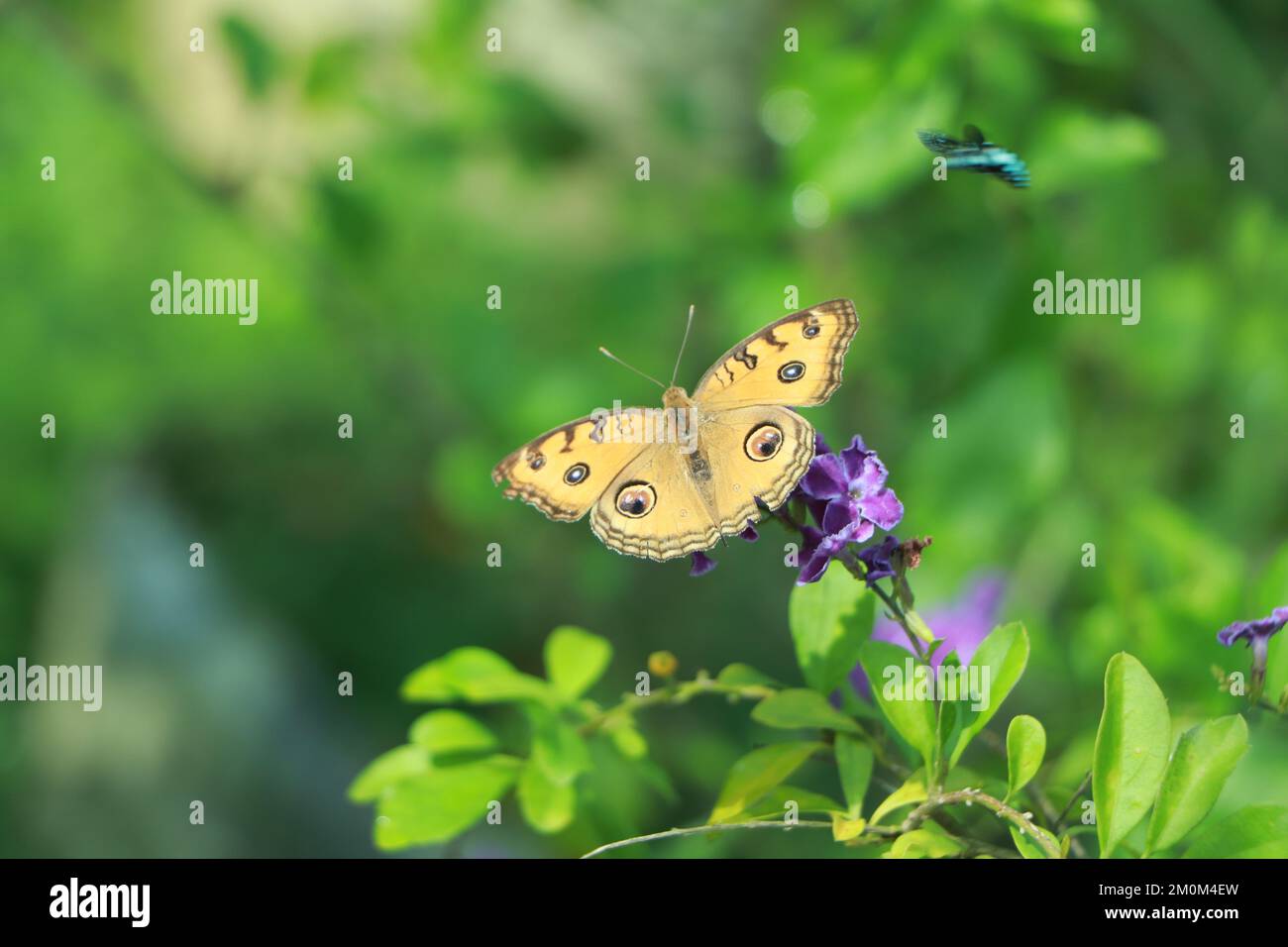 Monarch, Danaus Plexippus, Schmetterling im natürlichen Lebensraum. Stockfoto