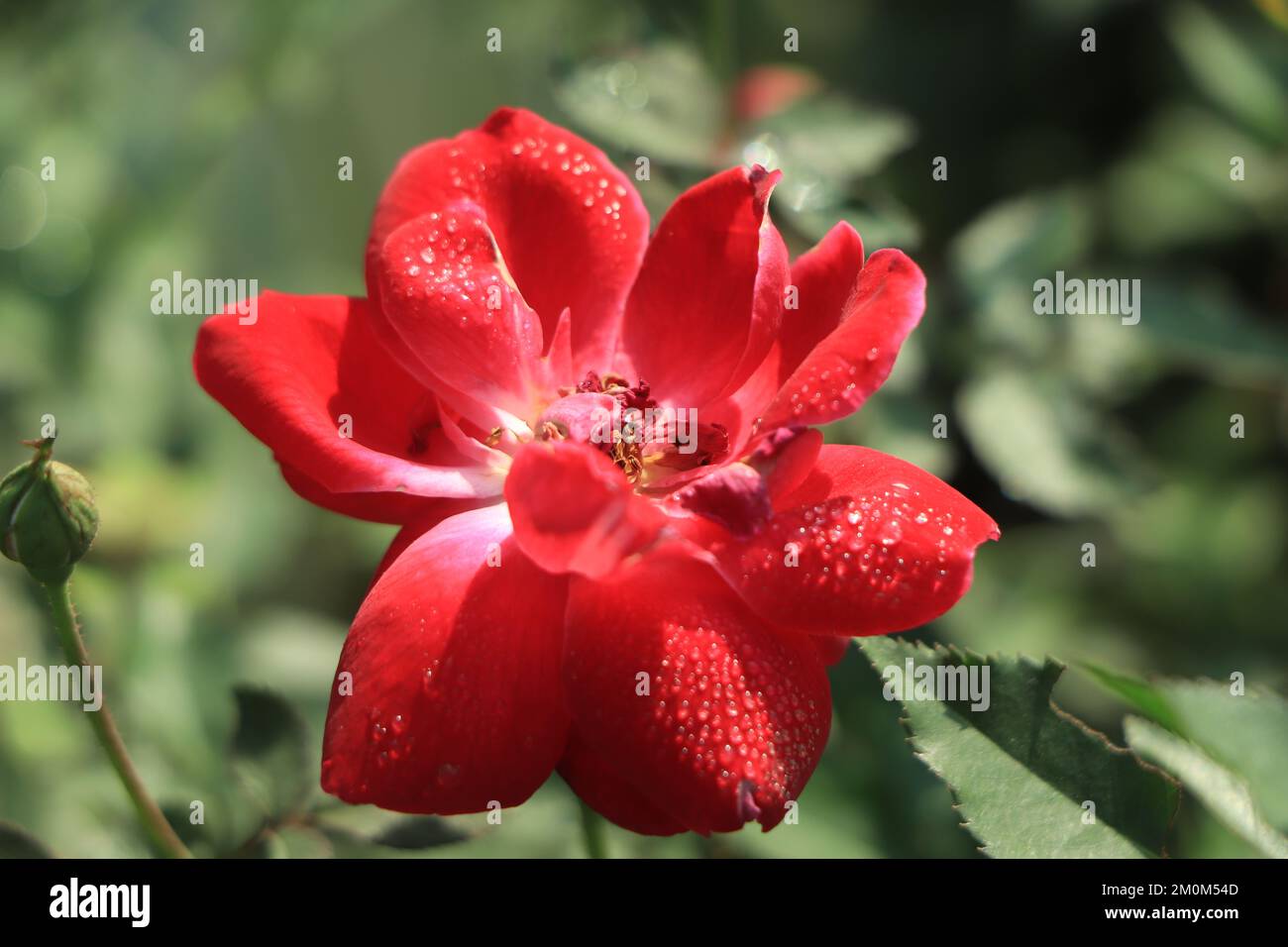 Rote Rose und Regentropfen, elegante Form und glänzende Tropfen Stockfoto