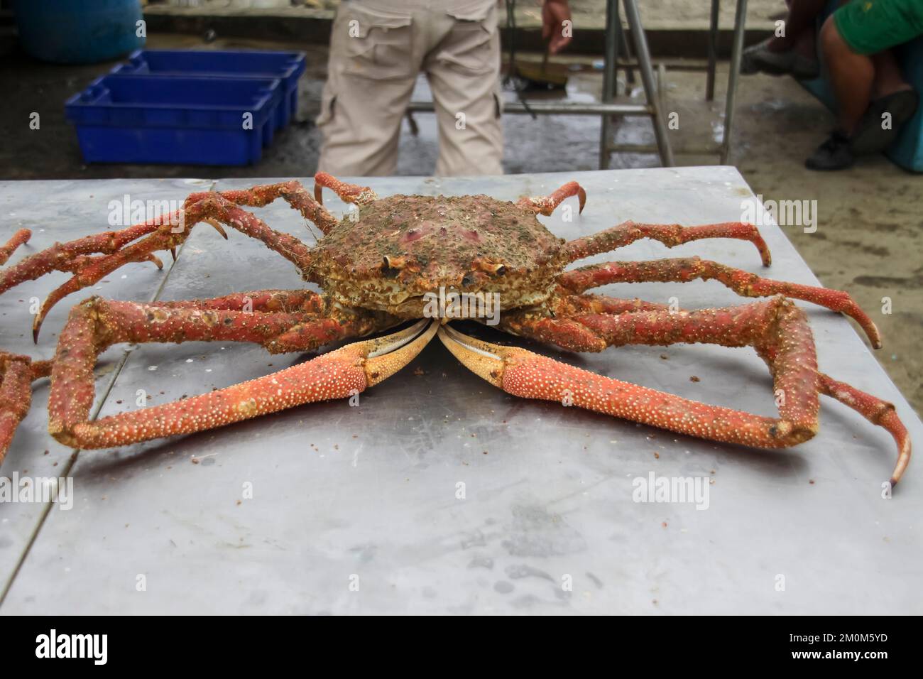 Fischmarkt in Puerto Lopez, Ecuador. Puerto López (16.000 Einwohner) ist ein kleines Fischerdorf in einer bogenförmigen Bucht an der Pazifikküste der EG Stockfoto