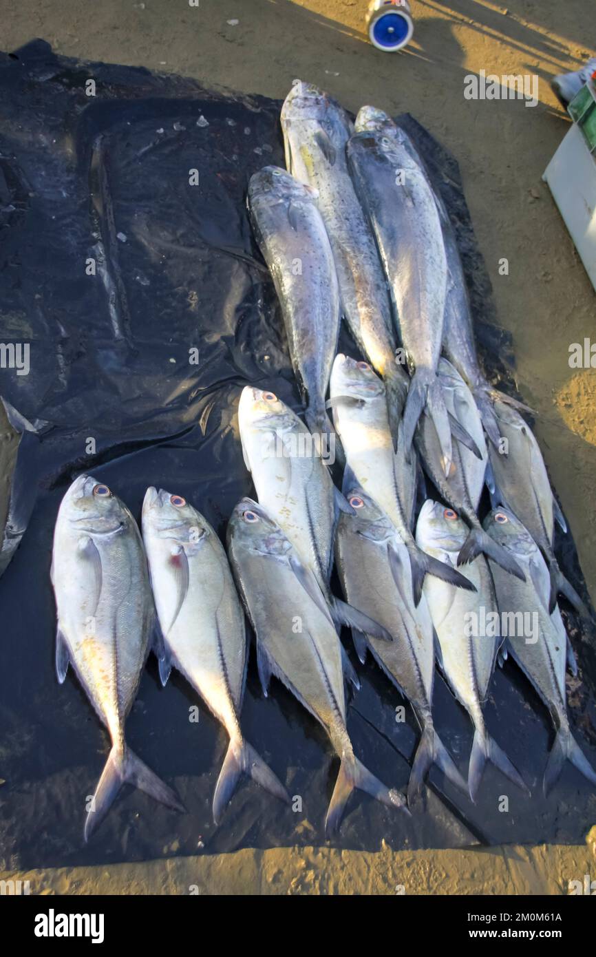 Fischmarkt in Puerto Lopez, Ecuador. Puerto López (16.000 Einwohner) ist ein kleines Fischerdorf in einer bogenförmigen Bucht an der Pazifikküste der EG Stockfoto