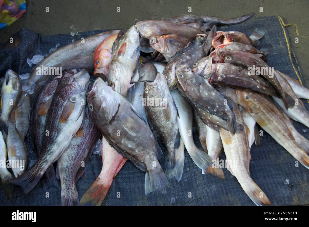 Fischmarkt in Puerto Lopez, Ecuador. Puerto López (16.000 Einwohner) ist ein kleines Fischerdorf in einer bogenförmigen Bucht an der Pazifikküste der EG Stockfoto