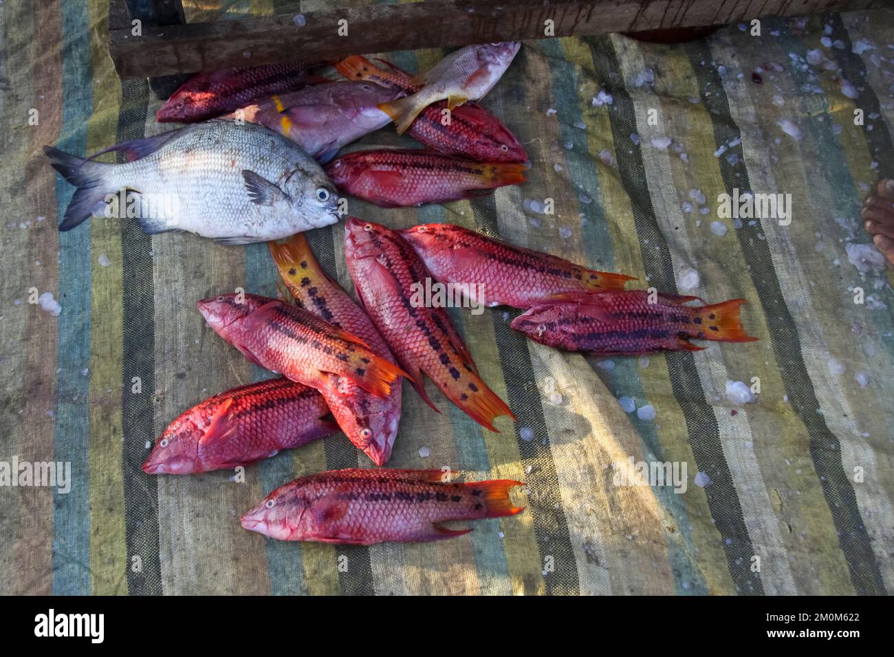 Fischmarkt in Puerto Lopez, Ecuador. Puerto López (16.000 Einwohner) ist ein kleines Fischerdorf in einer bogenförmigen Bucht an der Pazifikküste der EG Stockfoto