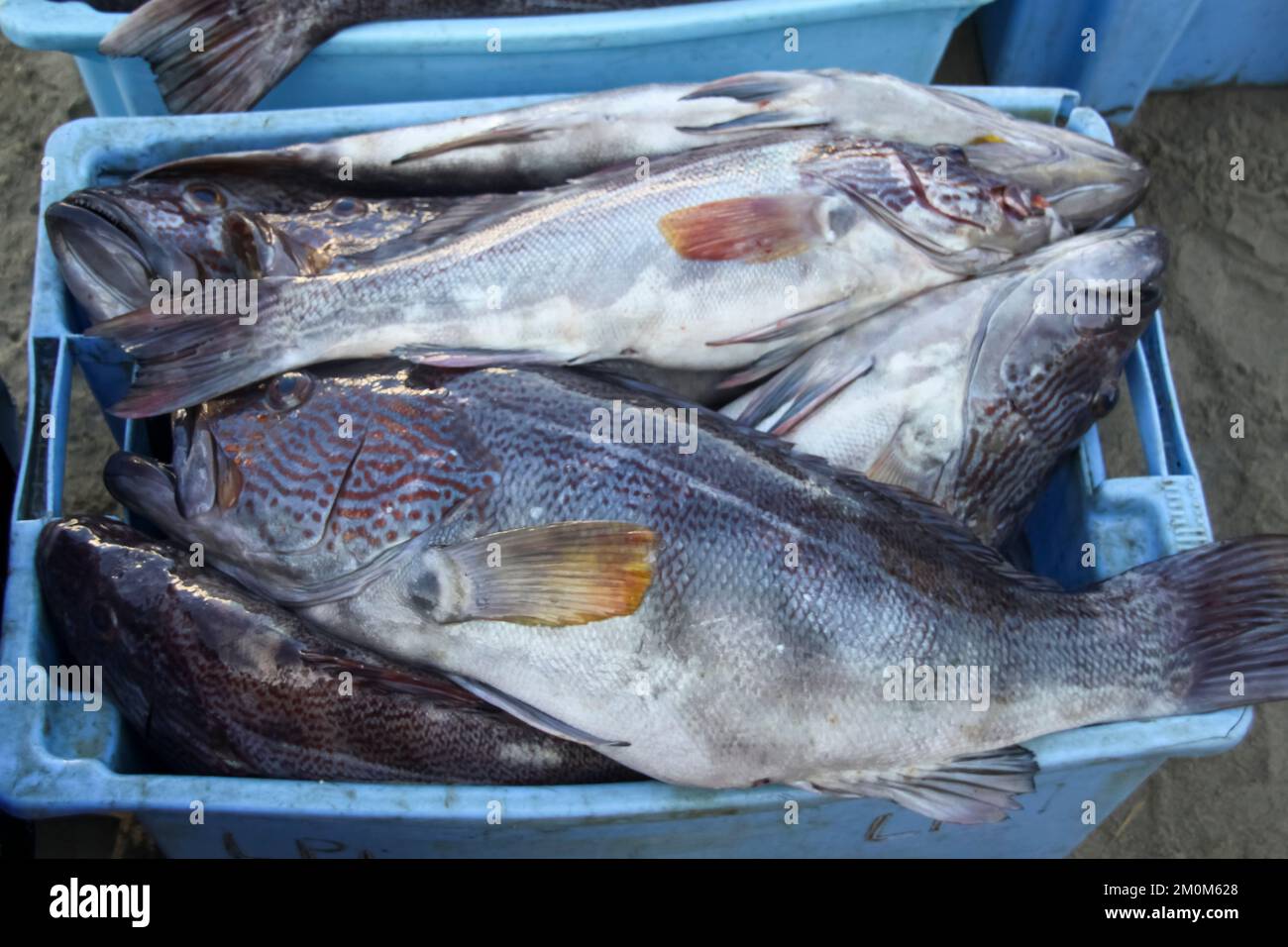 Fischmarkt in Puerto Lopez, Ecuador. Puerto López (16.000 Einwohner) ist ein kleines Fischerdorf in einer bogenförmigen Bucht an der Pazifikküste der EG Stockfoto