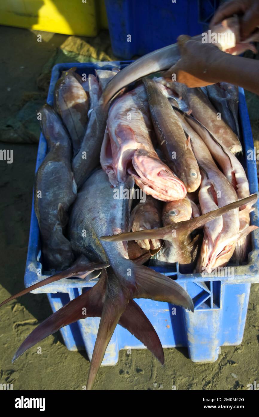Fischmarkt in Puerto Lopez, Ecuador. Puerto López (16.000 Einwohner) ist ein kleines Fischerdorf in einer bogenförmigen Bucht an der Pazifikküste der EG Stockfoto