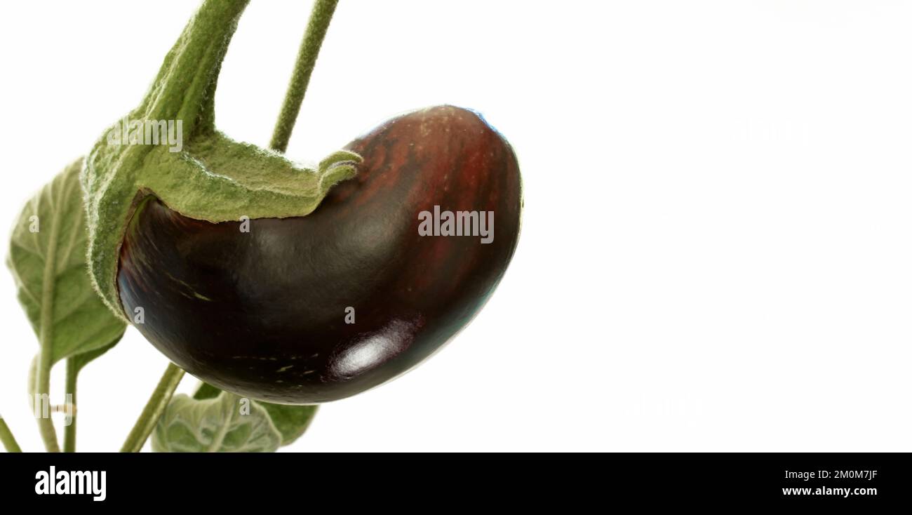 Aubergine, die noch zu klein ist, um auf Weiß geerntet zu werden Stockfoto