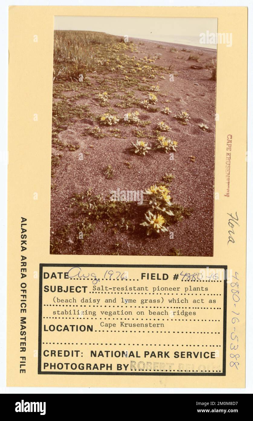 Salzbeständige Pionierpflanzen (Strandgänseblümchen und lyme-Gras), die als stabilisierende Vegetation auf Strandkämmen wirken. Alaska Task Force Fotos Stockfoto