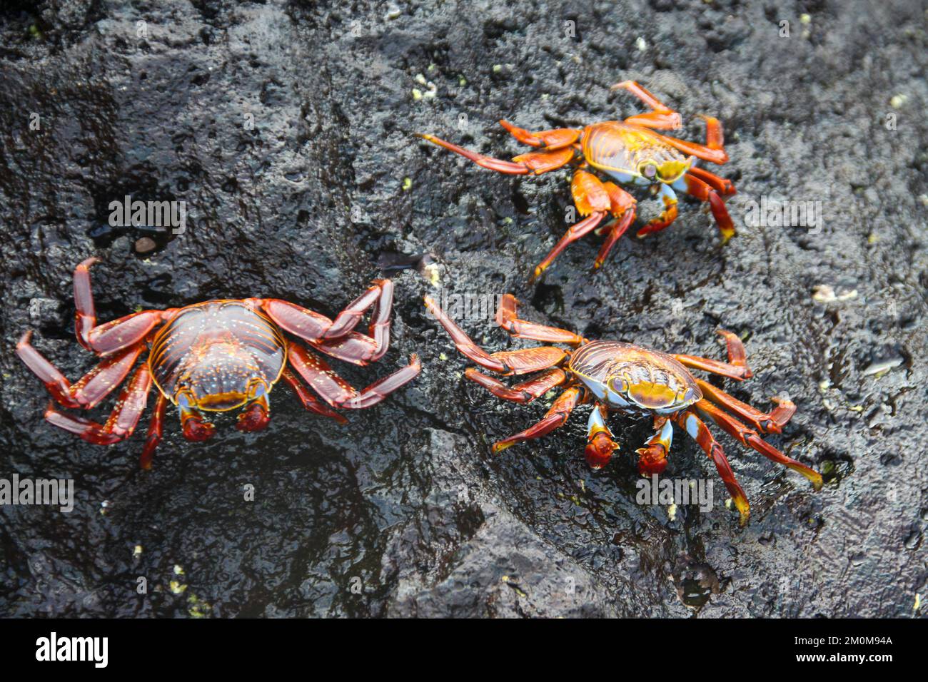 Rote Steinkrabbe, auch bekannt als Sally lightfoot Crab (Grapsus grapsus) auf Lava, Galapagos. Stockfoto