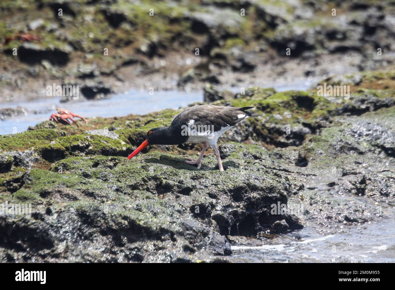 Amerikanische Austernfischer (Haematopus palliatus) am Ufer. Fotografiert auf den Galapagos-Inseln, Ecuador. Im August Stockfoto