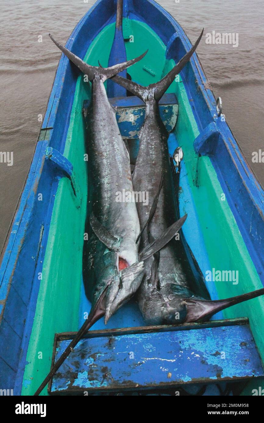 Schwertfisch in einem Fischerboot in Puerto Lopez, Ecuador. Puerto López (16.000 Einwohner) ist ein kleines Fischerdorf in einer bogenförmigen Bucht am Pazifik Stockfoto