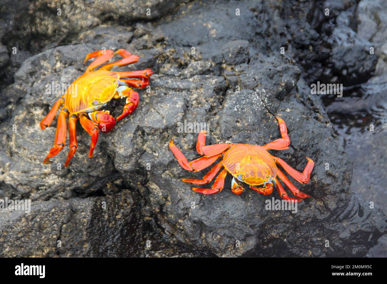 Rote Steinkrabbe, auch bekannt als Sally lightfoot Crab (Grapsus grapsus) auf Lava, Galapagos. Stockfoto